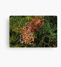 Grevillea annulifera Canvas Print