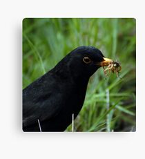 Dinner Time (Peebles) Canvas Print