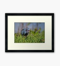 Little Cordon Blue Framed Print