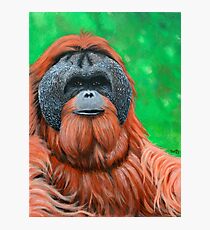 Pongo Photographic Print