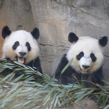 Giant Pandas Ya Lun and Xi Lun at Zoo Atlanta iPhone Case for Sale by  kariek17