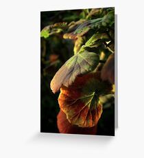 Geranium leaves Greeting Card