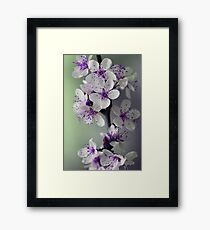 blossoms Framed Print