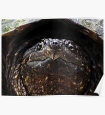 Snapping Turtle Poster