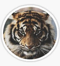 Tiger Face Sticker