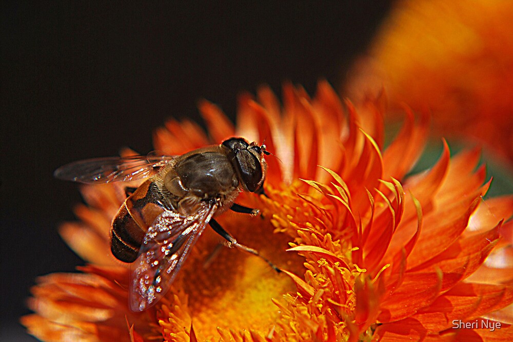 "Strawflower Bee" by Sheri Nye Redbubble