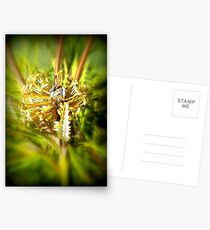 centre of attention Postcards