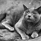 Wonton Rests in the Fire Pit by Amy E. McCormick