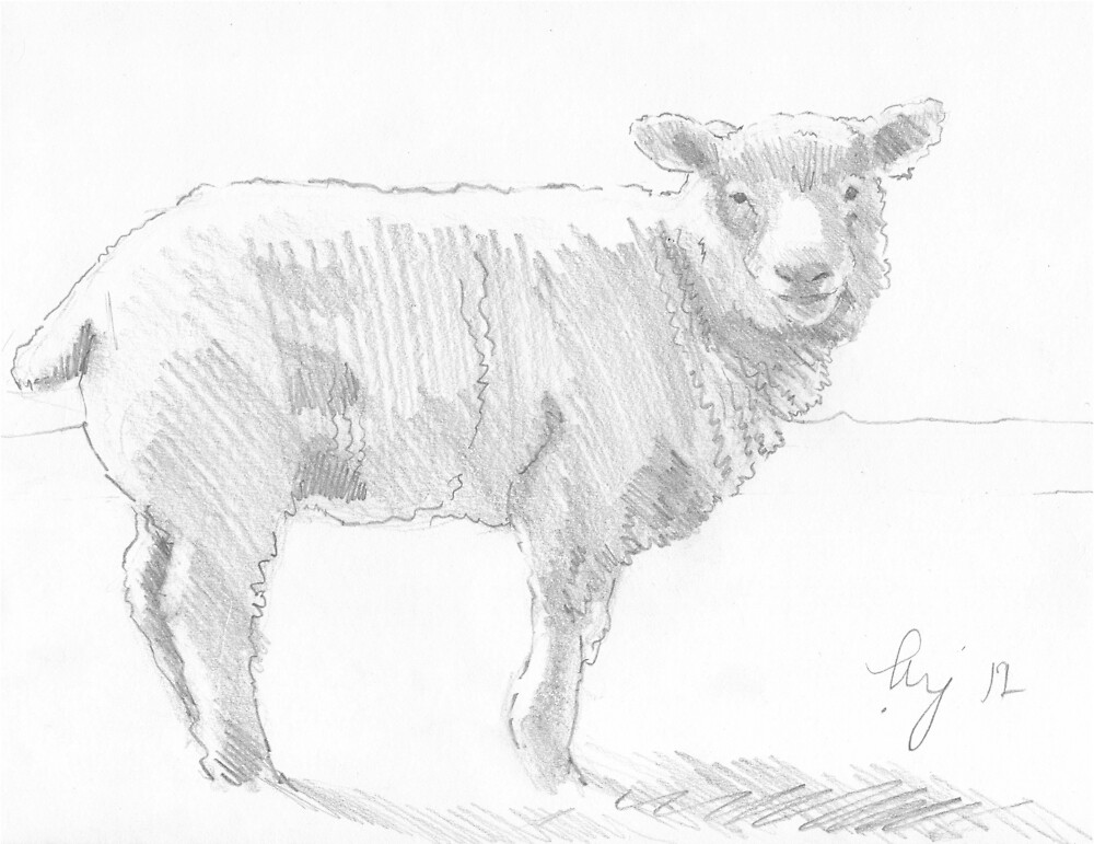 sheep pencil drawing by mikejory