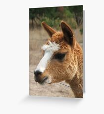 Bronte Greeting Card