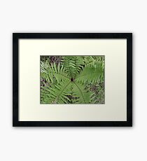 Farn Nr. 1 Framed Print