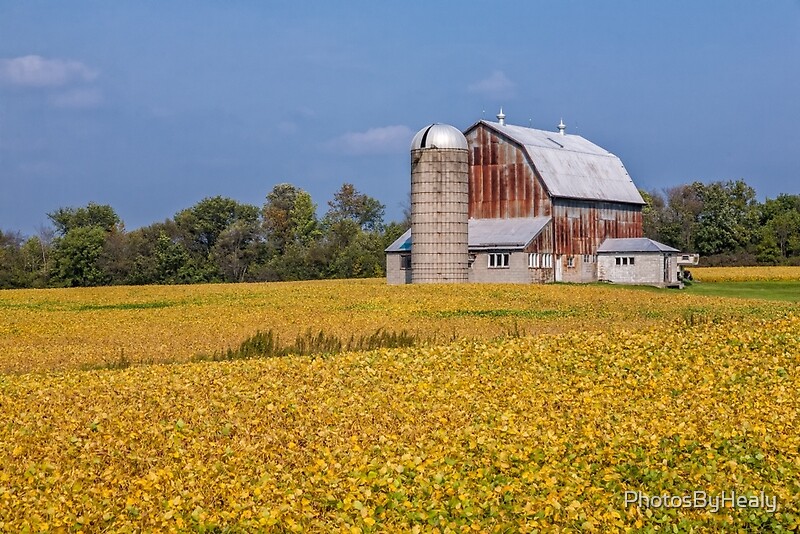 Nearing Harvest Time by Photos by Healy