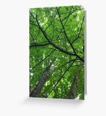 Trees Greeting Card