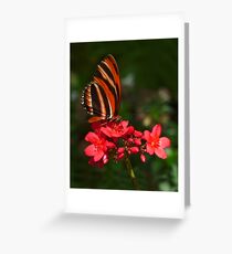 Brushfoot. Greeting Card