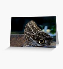 Owl Butterfly. Greeting Card