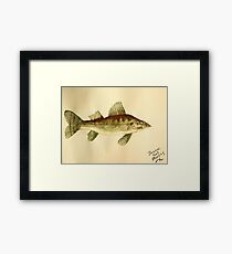Walleye Framed Print