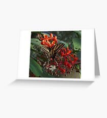 Three Tailed Tiger Swallowtail. Greeting Card