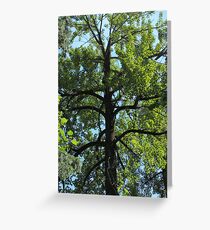 Balsam Poplar Crown Greeting Card