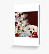Snowdrop the Maltese at Christmas Greeting Card