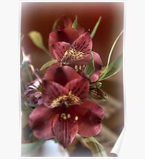 My pretty red flowers Poster
