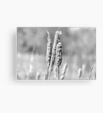 Reeds Canvas Print