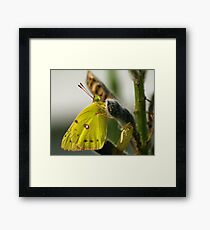 Cloudless Sulphur Framed Print