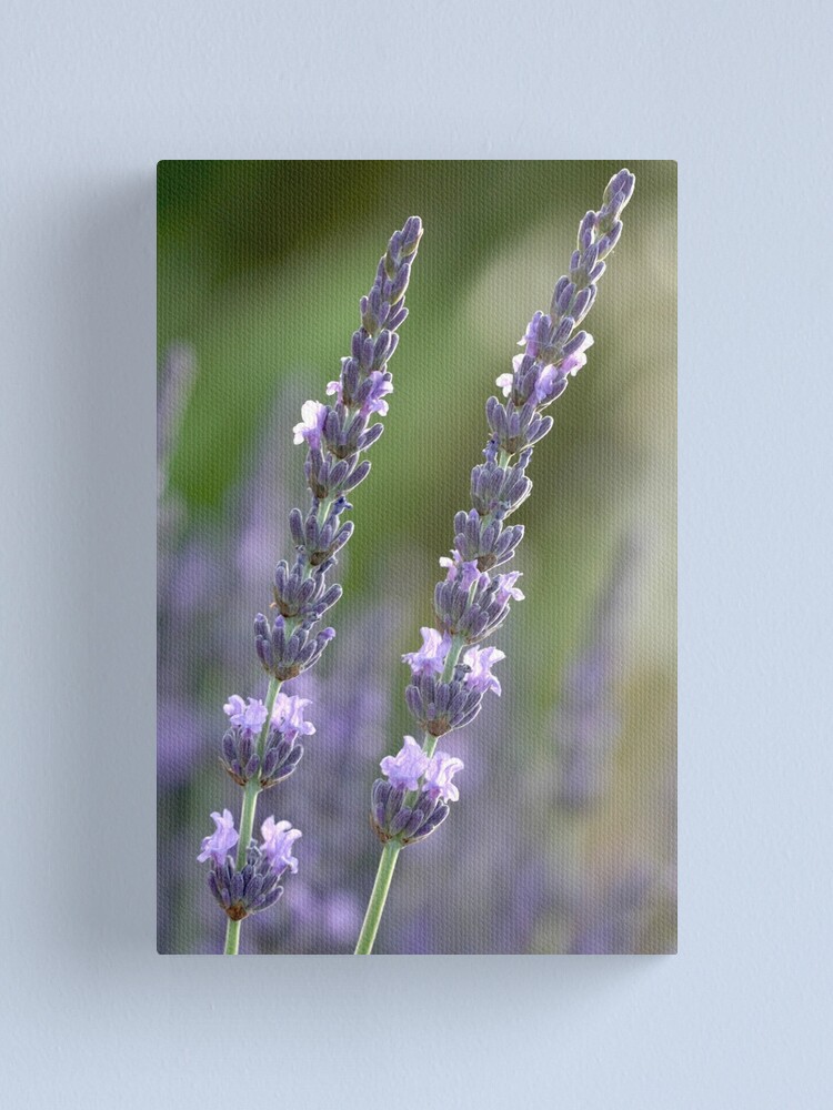 Alternate view of provence couple Canvas Print