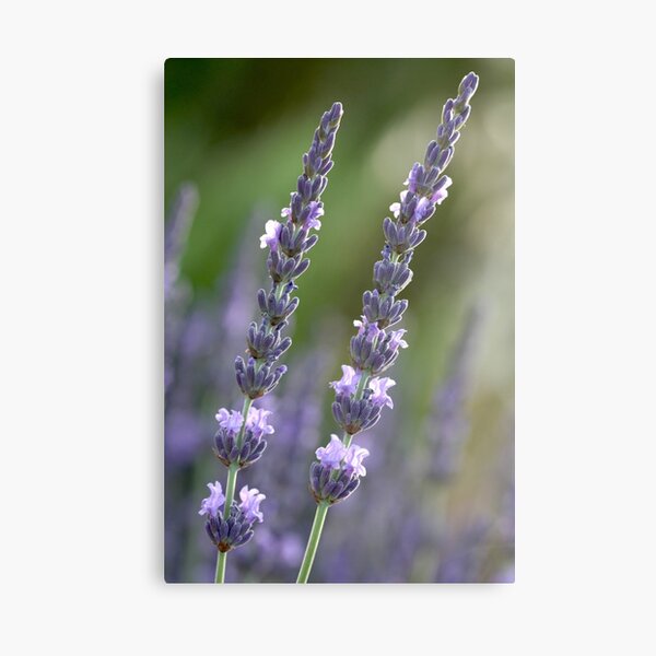 provence couple Canvas Print