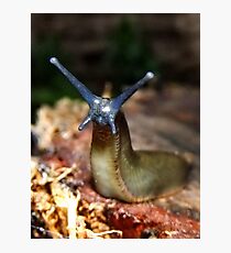 Slug Photographic Print