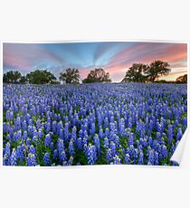 Bluebonnets of the Texas HIll Country 2 Poster