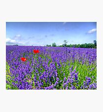 Mayfield Lavender Fields 3 Photographic Print