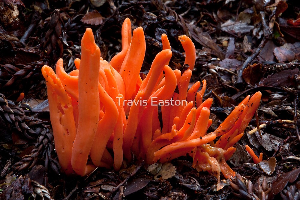 Flame Fungus - Clavaria miniata  by Travis Easton