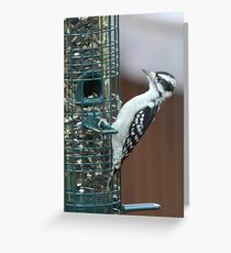 Downy Woodpecker at the Birdfeeder Greeting Card