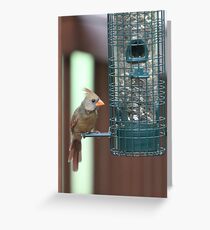 Cardinal at the Birdfeeder Greeting Card