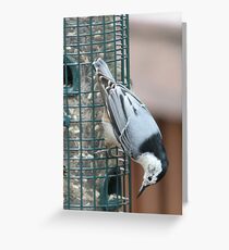 Nuthatch at the Birdfeeder Greeting Card