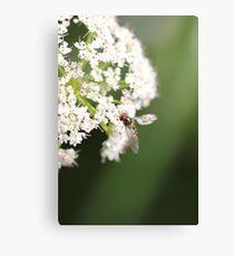 Elder flower Canvas Print