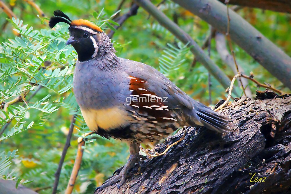 "King Quail" by gemlenz | Redbubble