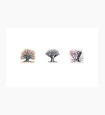 Trio of trees Photographic Print