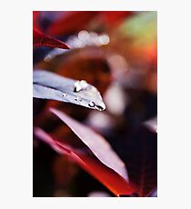 Waterdrops Photographic Print