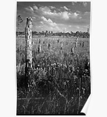 Pine Beetle Cemetery #2. Lake Lizzie Preserve. Poster