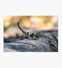 Simply Insecta Photographic Print