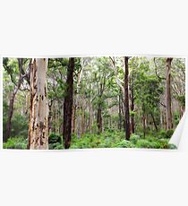 Karri forest Western Australia Poster
