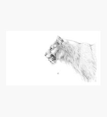 Smilodon fatalis Photographic Print