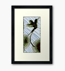 Paradiesvogel Framed Print