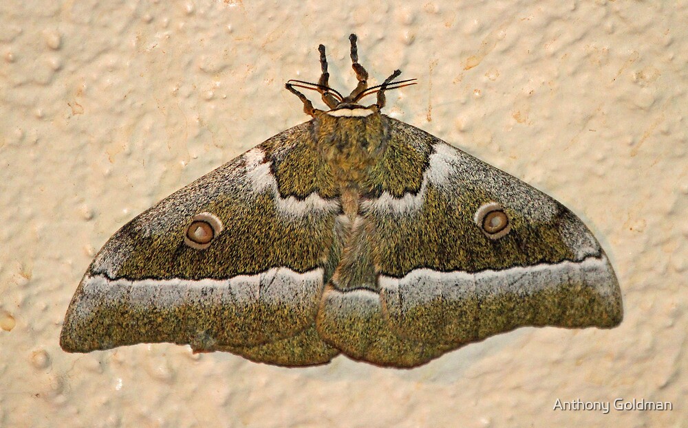 "A Large South African Moth" By Anthony Goldman | Redbubble