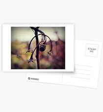 Withered Postcards