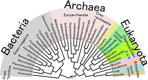 	Phylogenetic Evolutionary Tree: Bacteria, Archaeva, EukaryotaShop all products	