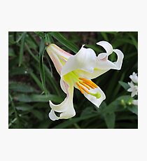 A Touch of White! Photographic Print