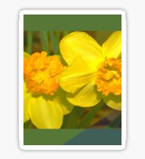 Daffodils Sticker