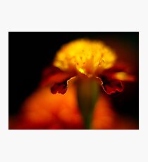 Petal's Edge Fotodruck